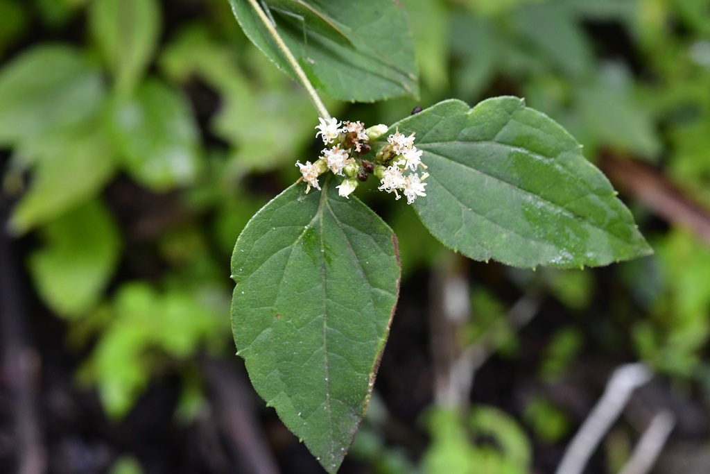 Calea Ternifolia