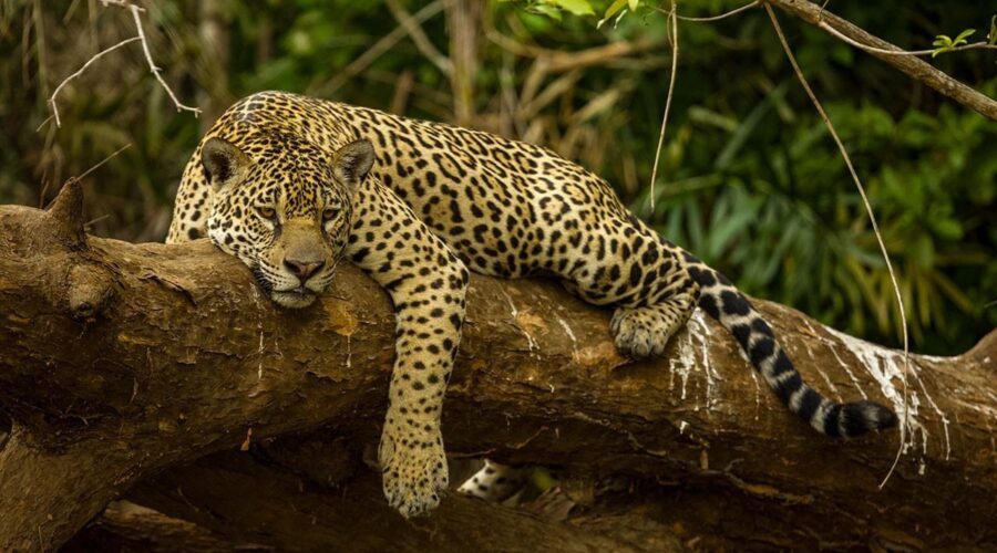 The Story Of Endangered Jaguar Conservation In Panama