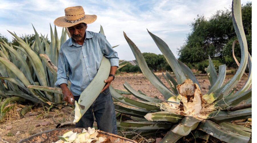 10 Medicinal Plants And Sacred Mushrooms Found In Mexico