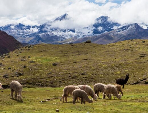 3-day Olleros Llama Trek To Chavín De Huántar