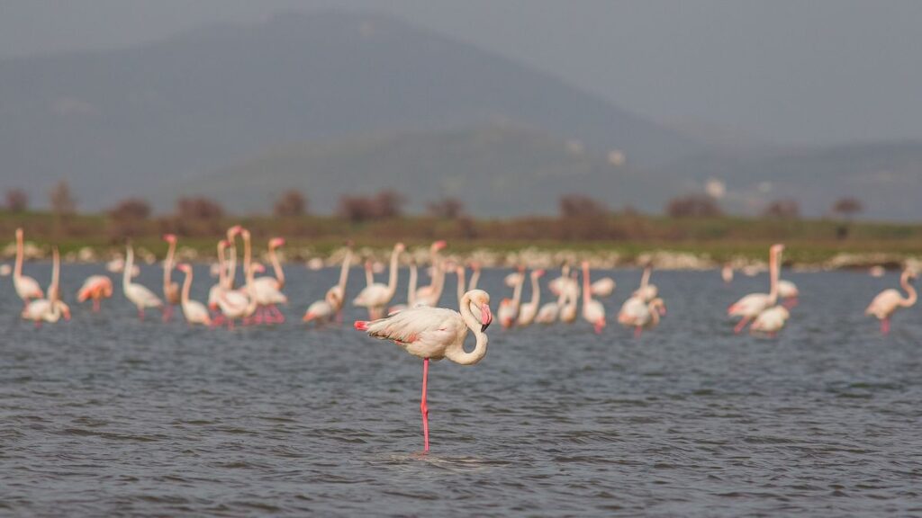 Los Flamencos Sanctuary in La Guajira