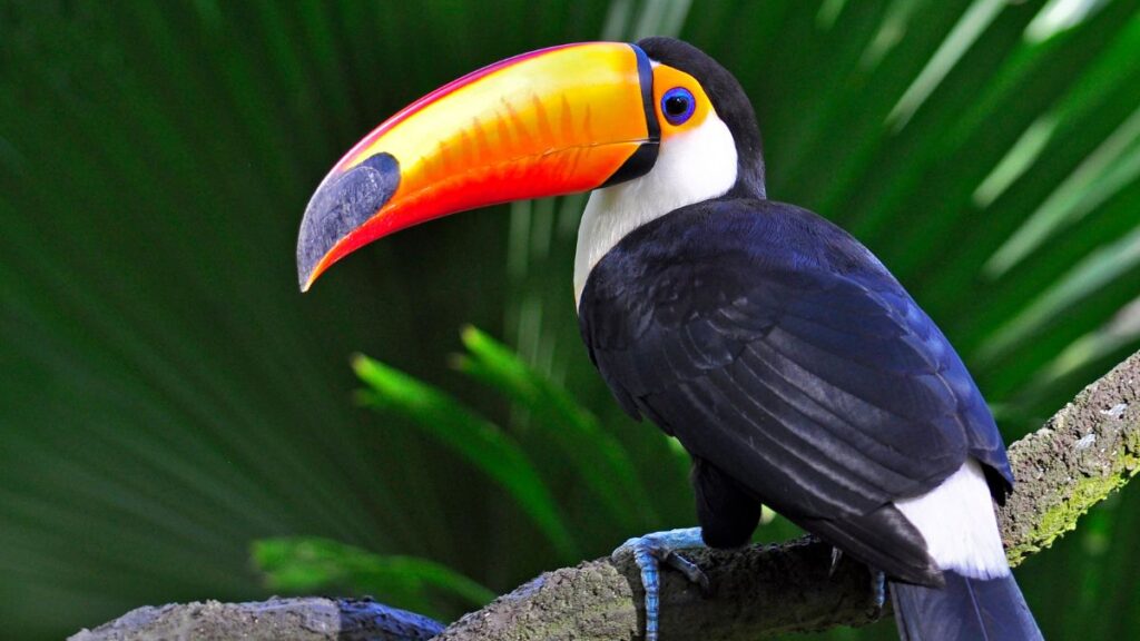 Toucan in Colombia